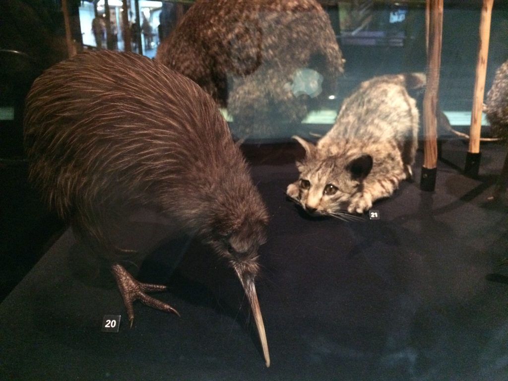 kiwi_te_papa